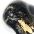 Pra Pid Ta Nuea Pong Jum Rak Chart Pim Tapap Sader Jun Niyom 2495 BE Pra Pid Ta Nuea Pong Jum Rak Chart Pim Tapap Sader Jun Niyom 2495 BE